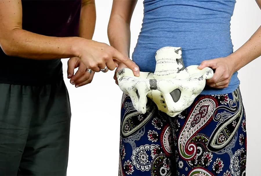 The Pelvis, Hip and Leg Connection